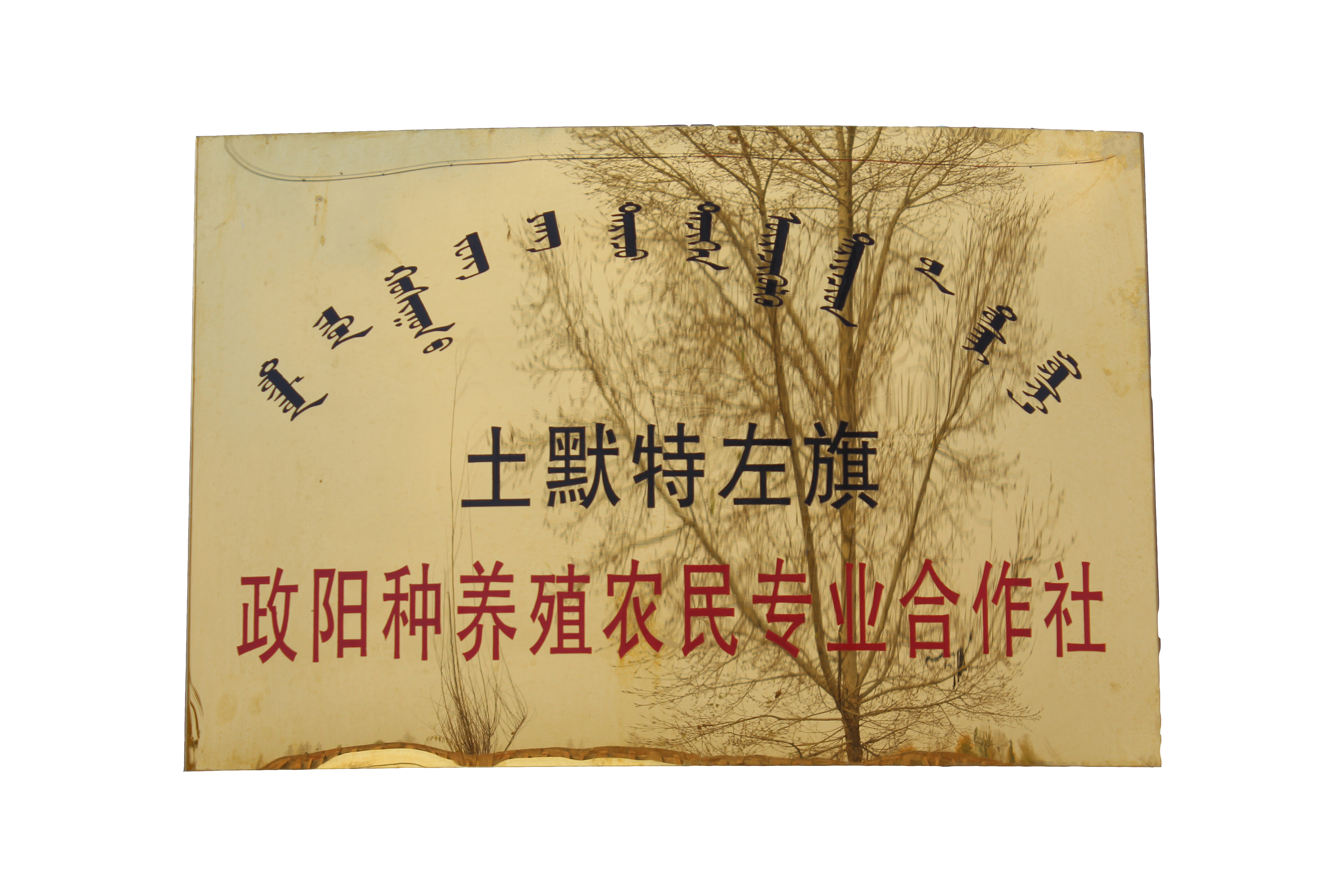 土默特左旗政陽(yáng)種養(yǎng)殖農(nóng)民專業(yè) 合作社簡(jiǎn)介